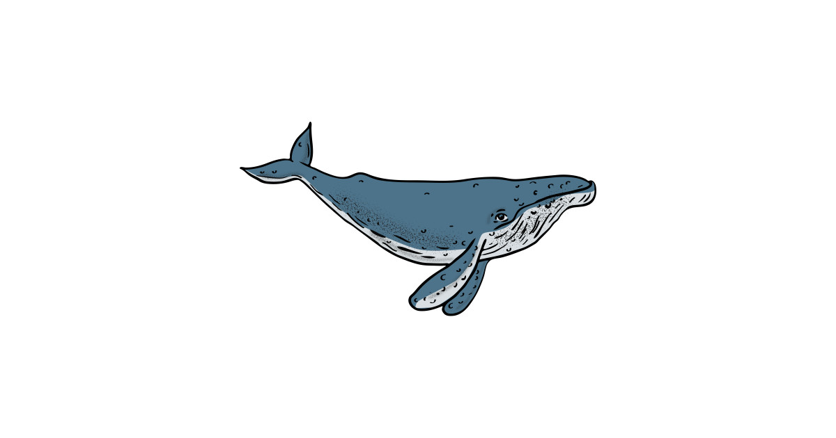 1200x630 Humpback Whale Color Drawing