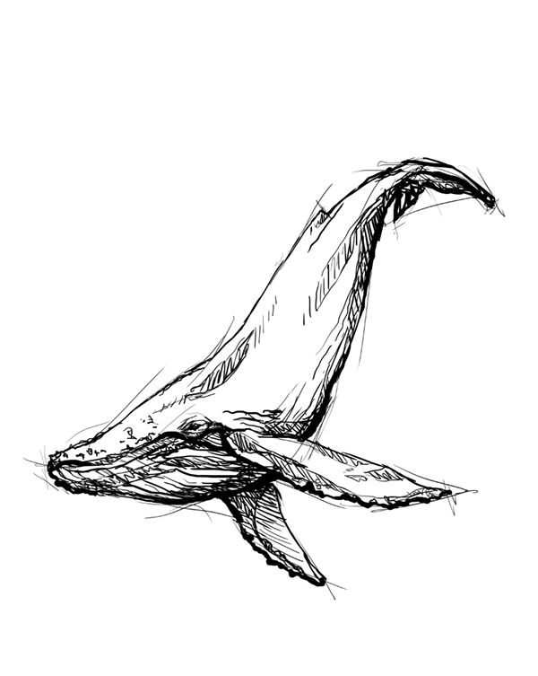 600x753 Humpback Whale Illustration