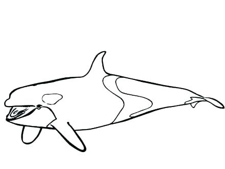 440x330 Whale Drawings For Kids