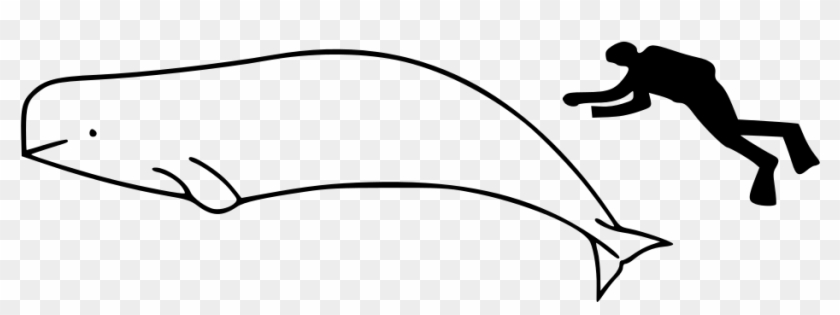 840x315 Beluga Whale How To Draw