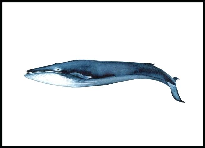 654x471 Blue Whale Drawing Blue Whale Cartoon Drawing