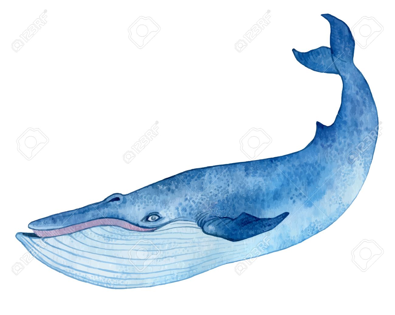 1300x1037 Blue Whale Drawing Tutorial Outline Tattoo Video Cute Step