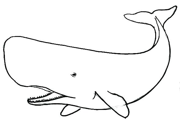588x393 How To Draw A Whale Whale How To Draw Whale How To Draw How