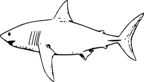 490x280 Easy Shark Drawing Easy Sharks To Draw Shark Drawing Easy How