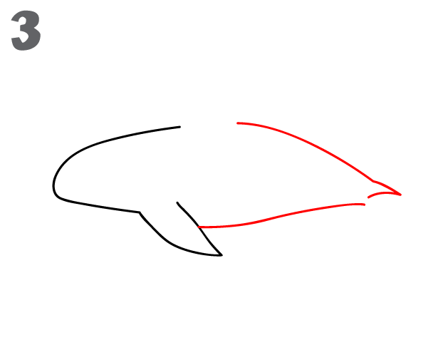 622x484 How To Draw A Killer Whale