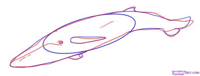 700x268 How To Draw A Whale, Step