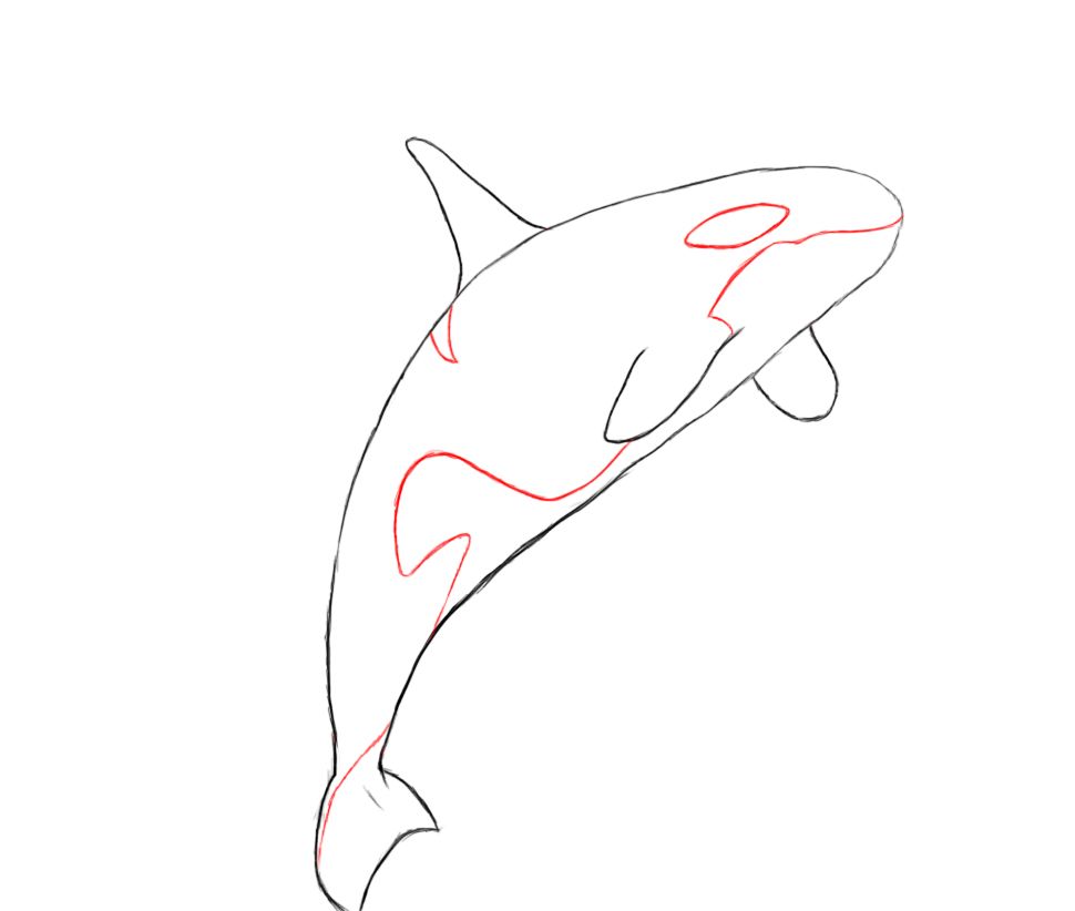 970x822 Orca Clipart Easy Draw