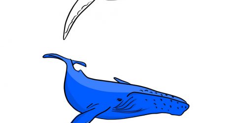 471x250 Blue Whale Drawing Tutorial Directed Video Tattoo Line A Iydunetwork