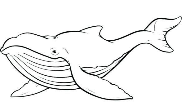 585x329 Humpback Whale Coloring Pages Pleasant Idea