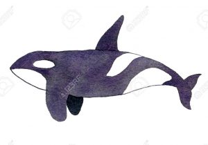 300x210 Orca Whale Drawing How To Draw A Killer Whale