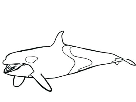 440x330 Coloring Pages For Teens Adults Easy Online Toddlers Tiger Shark
