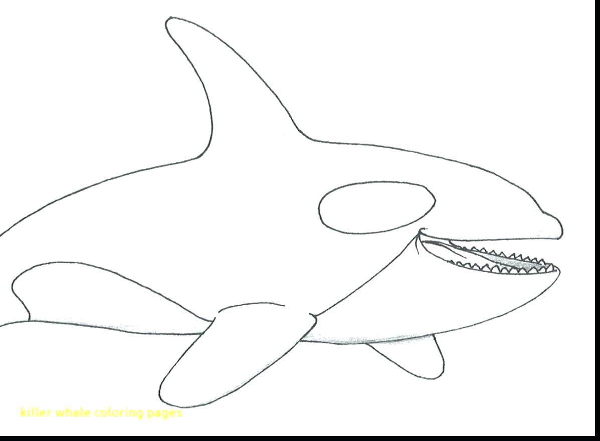 1197x880 Coloring Pages Killer Whale Mammals And Printable For Kids Orca