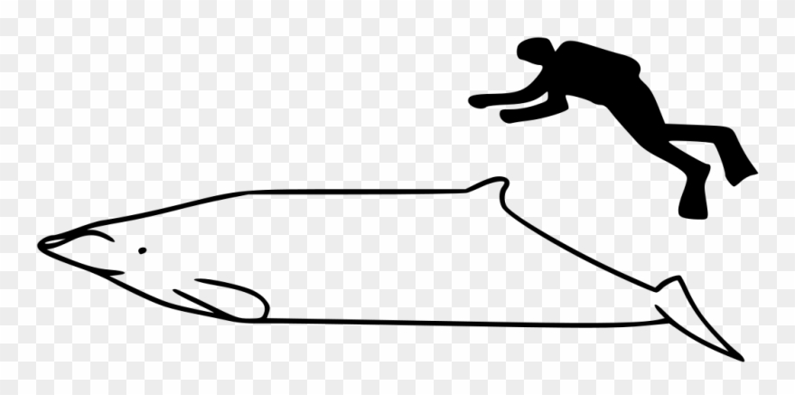 880x437 Cuvier Beaked Whale Drawing Clipart