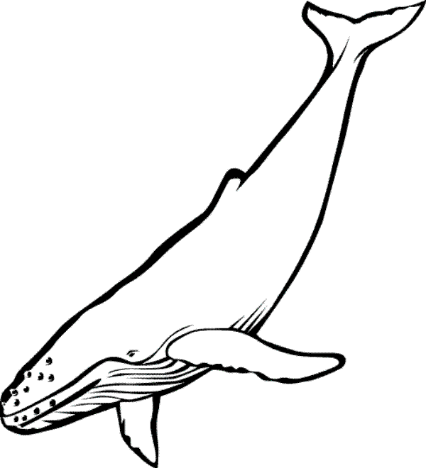 600x660 Humpback Whale Clipart Draw