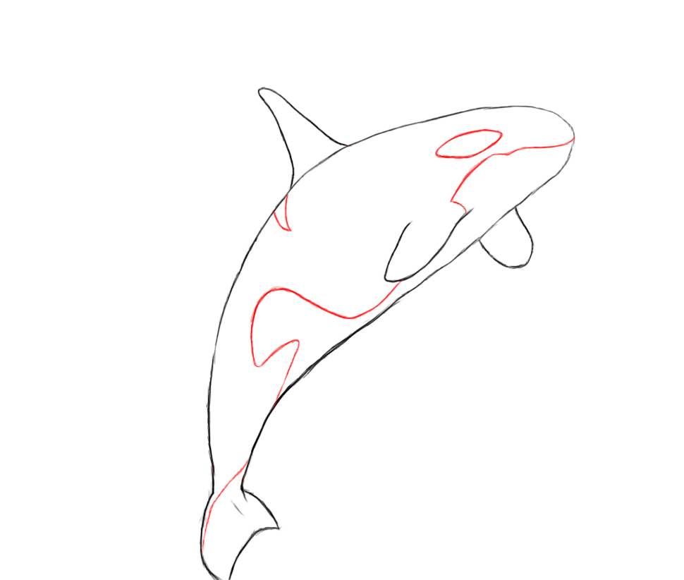 970x822 Killer Whale Drawings Kids