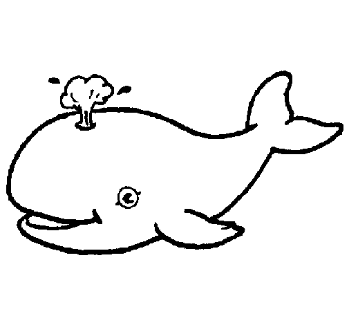 505x470 Whale