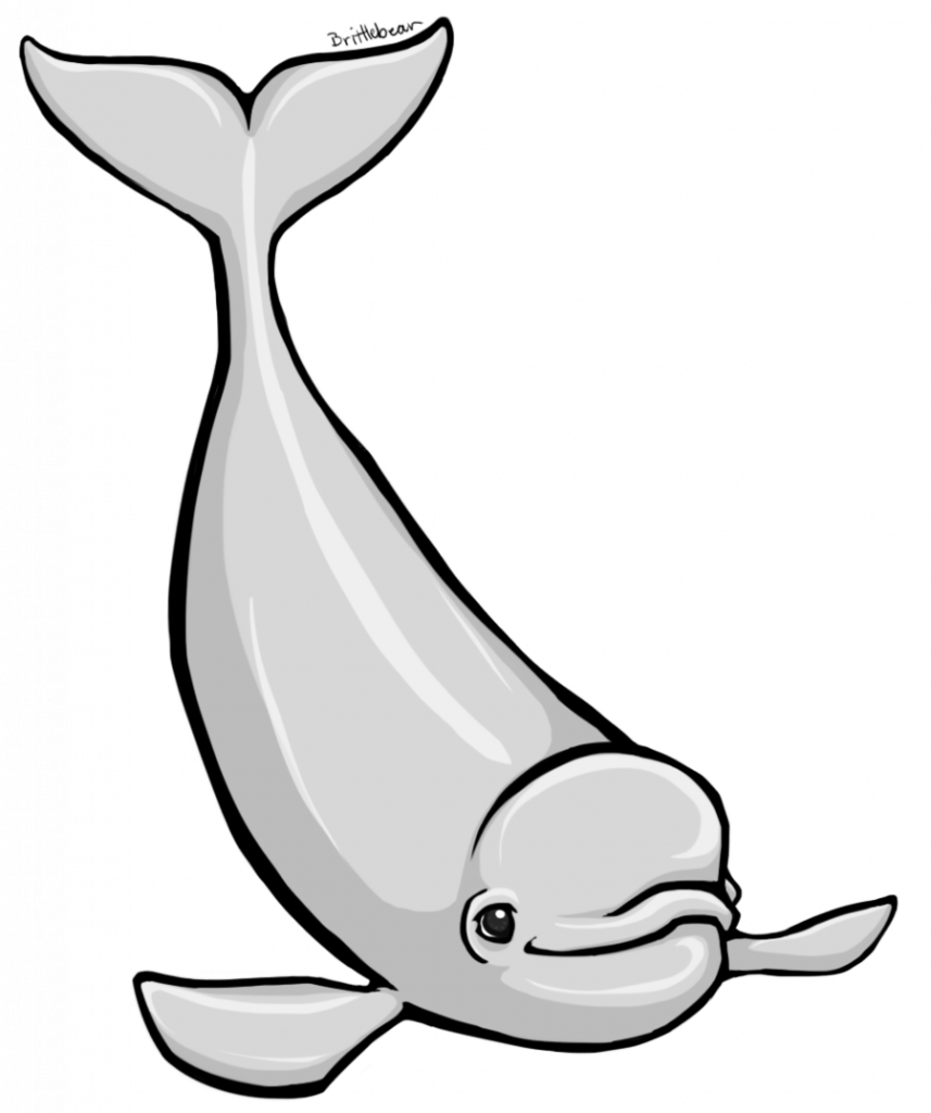 857x1024 Beluga Whale Vector Freeuse Library Huge Freebie! Download