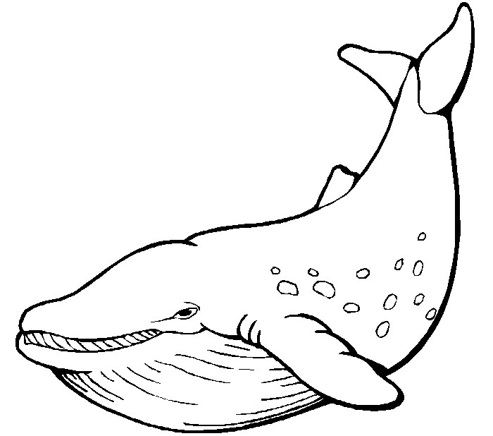 700x618 Whale Clipart Black And White Free