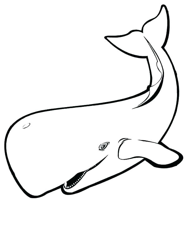 600x776 Coloring Pages Whale Palmarosa