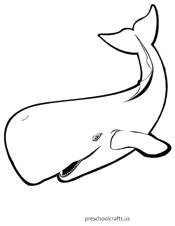 600x776 Free Printable Humpback Whale Coloring Pages Sheets Shark Beluga