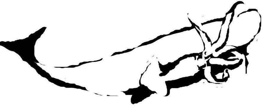 900x379 How To Draw A Sperm Whale