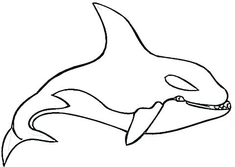 480x341 Sperm Whale Line Drawing At Free For Personal Use Coloring Pages