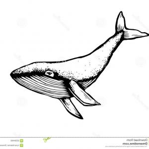 300x300 Vector Children Drawing Of A Cute Whale Gm Sohadacouri