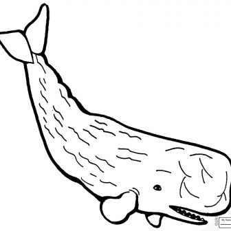 336x336 Blue Whale Line Drawing Easy Cartoon Tutorial Step