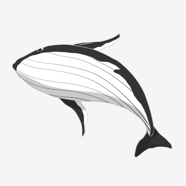 640x640 Cartoon Whale Black Line Of Whales Hand Drawn Whale Large Water