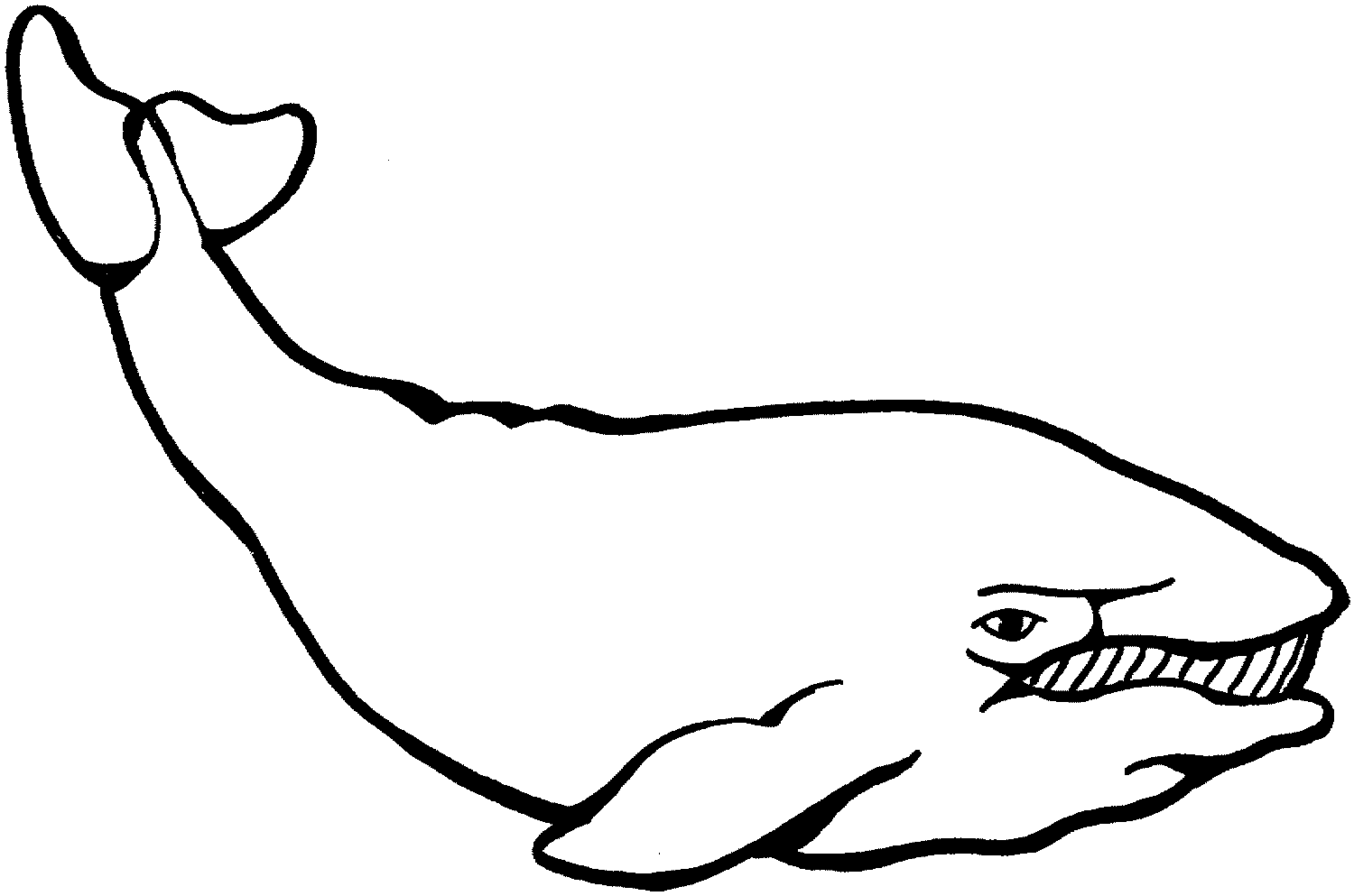 Whale Outline Drawing