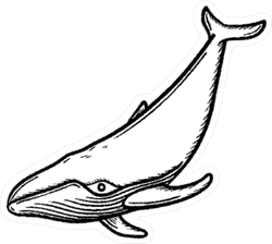 Whale Outline Drawing | Free download on ClipArtMag