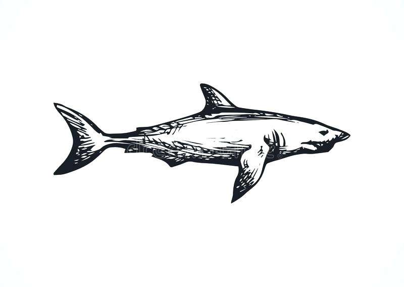 800x568 Outline Of A Shark Large Drawing Of A Great White Shark Tiger