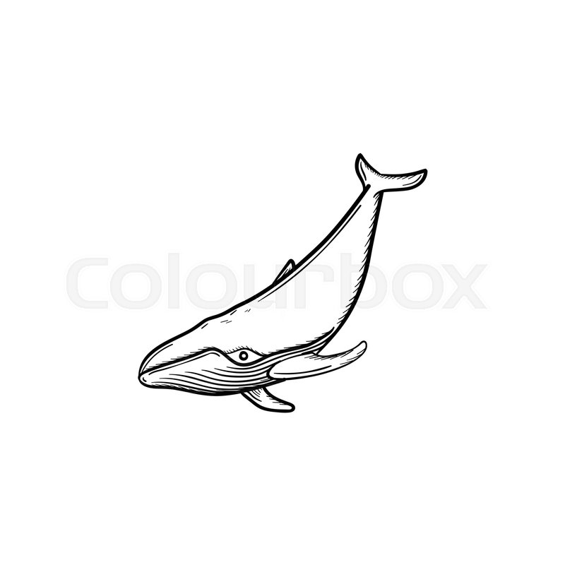 800x800 Vector Hand Drawn Whale Outline Doodle Stock Vector Colourbox