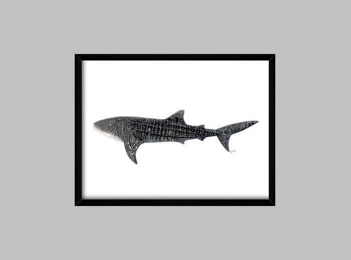 Whale Shark Drawing