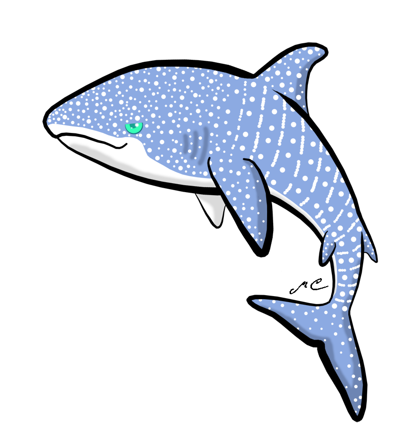 800x880 Drawing Shark Chibi Transparent Png Clipart Free Download