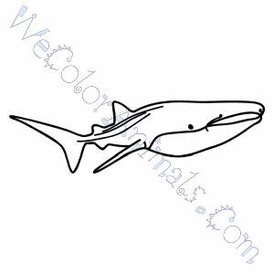 300x300 Whale Shark Coloring Pages