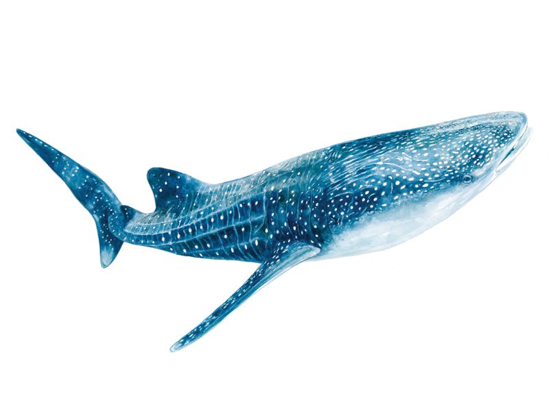 800x600 Whale Shark Print