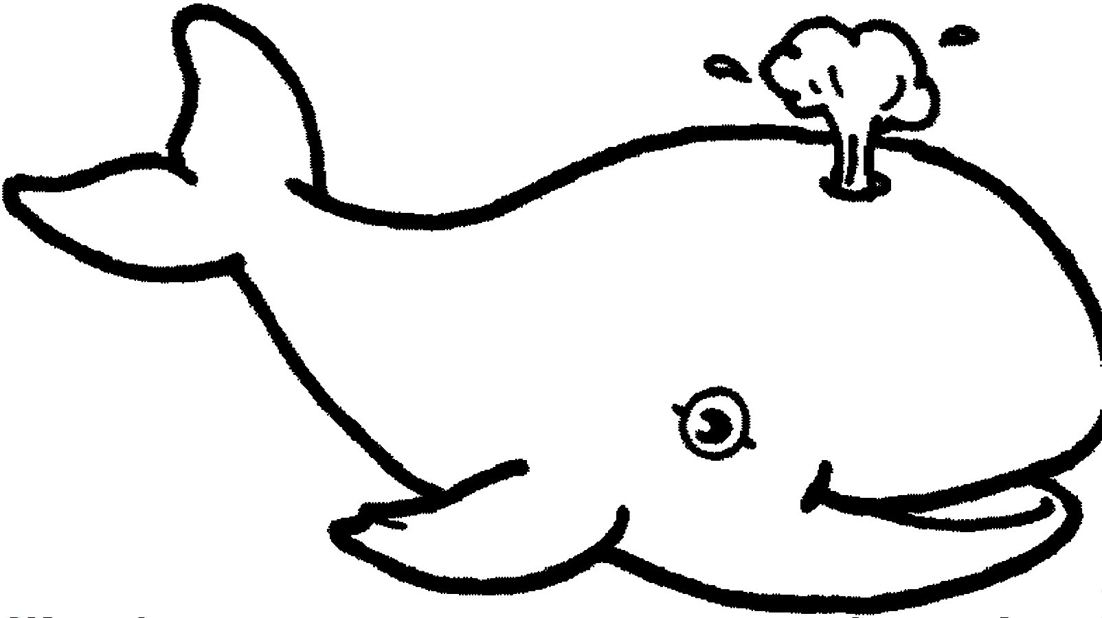 1604x900 How To Draw A Whale Blue Whale Clipart Line Drawing Color Alima Us