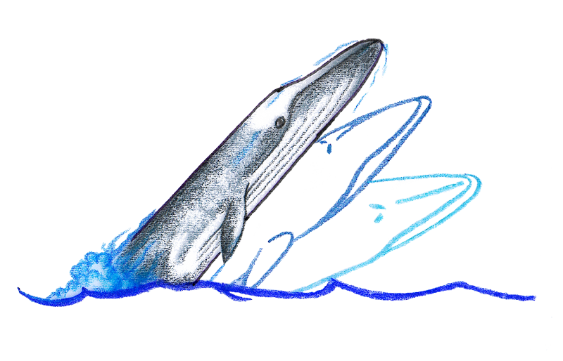 800x514 Fin Whale Cetacea Association