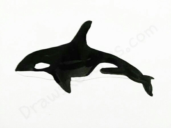 600x450 How To Draw A Whale How To Draw A Whale Creative Draw Alimy Us