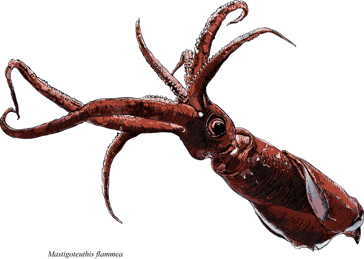 1168x832 Drawing Whaling Ship