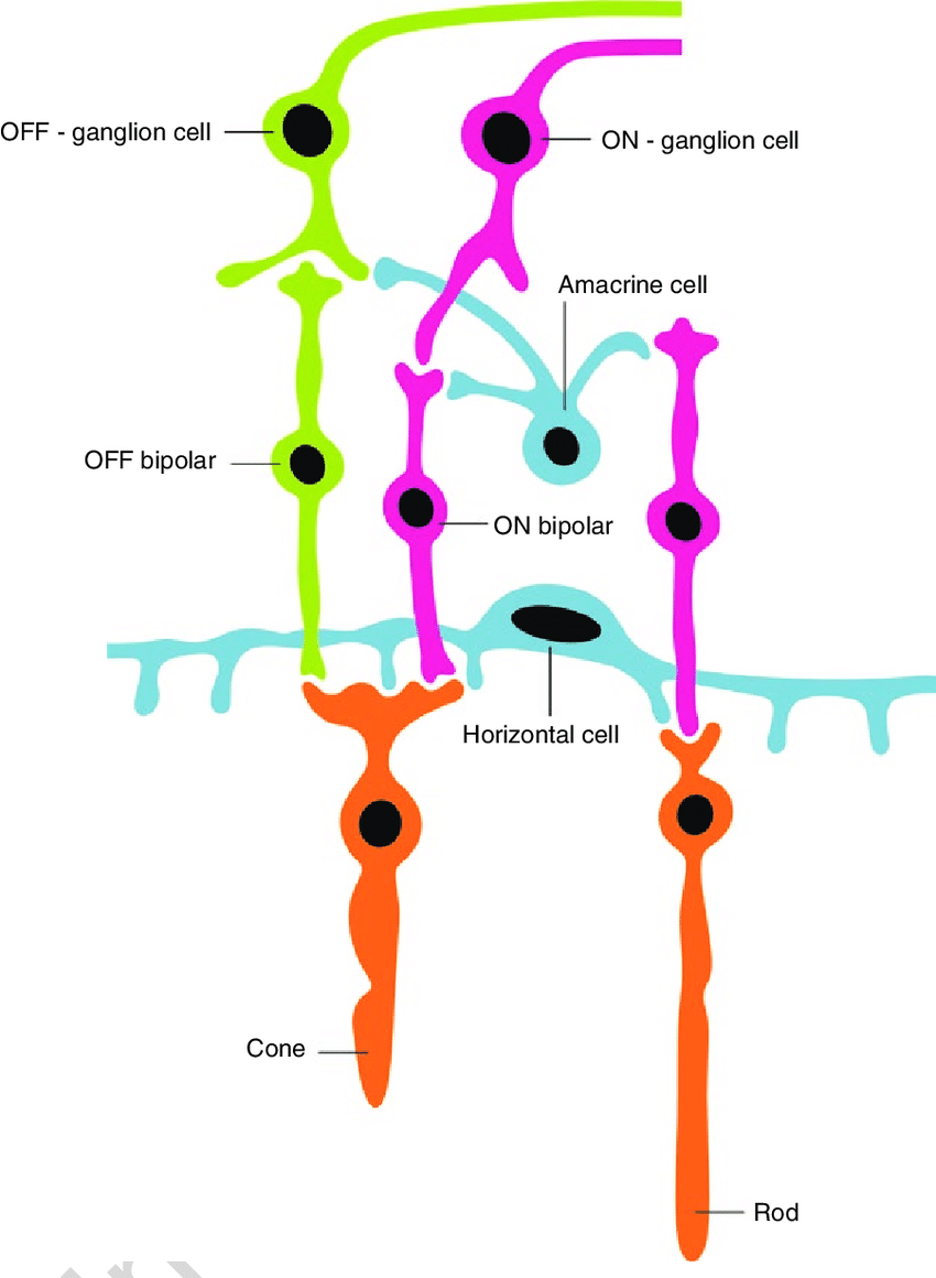 850x1160 Schematic Drawing Of Two Types Of Bipolar Cells And Their