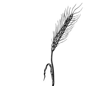 Wheat Drawing