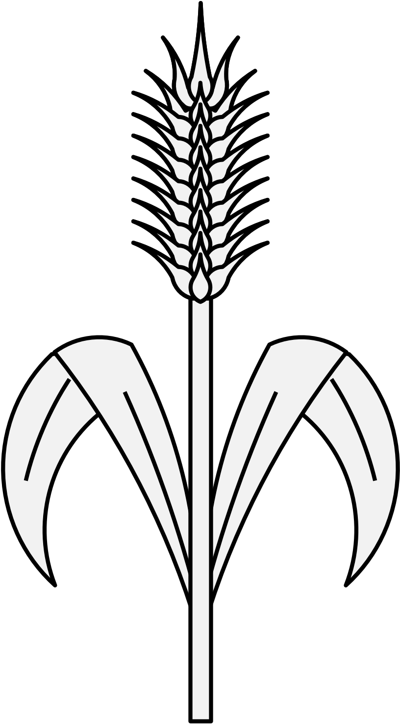 816x1474 Collection Of Free Wheat Drawing Stalk Download On Ui Ex