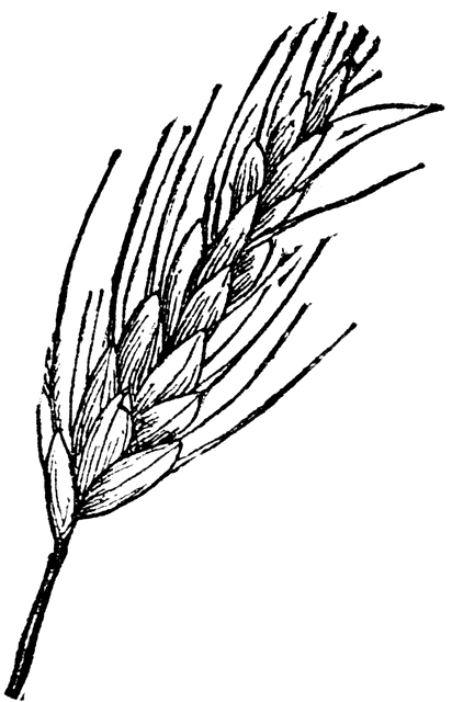 412x640 Molde Para Uma Espiga Wheat Drawing, Clip Art, Draw