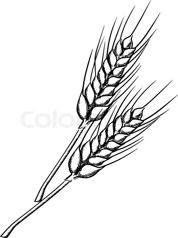 598x800 Organic Farm Ears Of Wheat With Ripe Stock Vector Colourbox