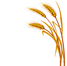 280x279 cereal wheat drawing, cereal, farm tattoo