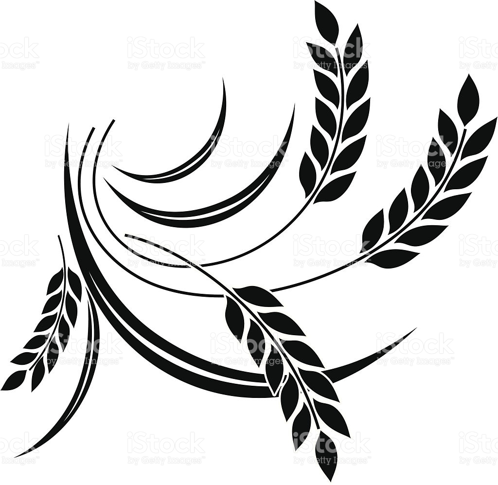 1024x997 Wheat Drawing Simple For Free Download