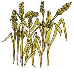260x260 Wheat, Feather, Transparent Png Image Clipart Free Download
