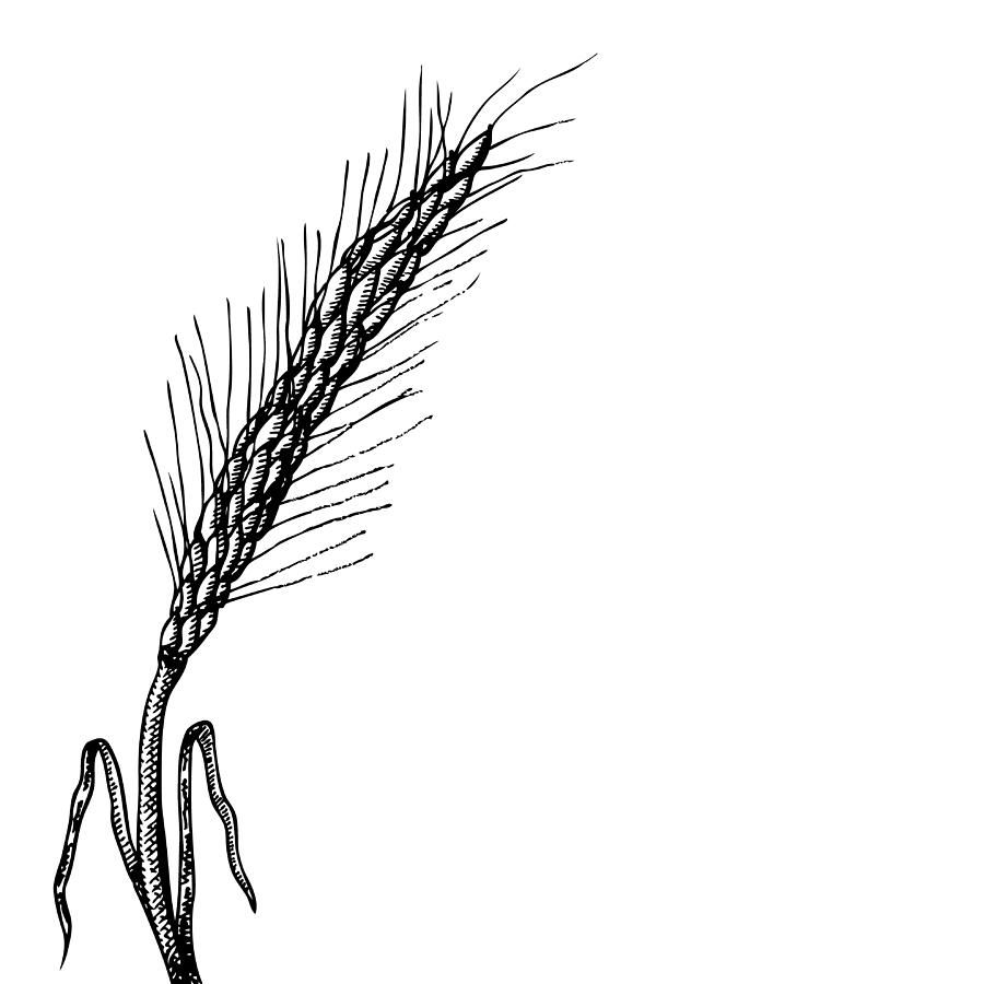 900x900 Wheat Drawing